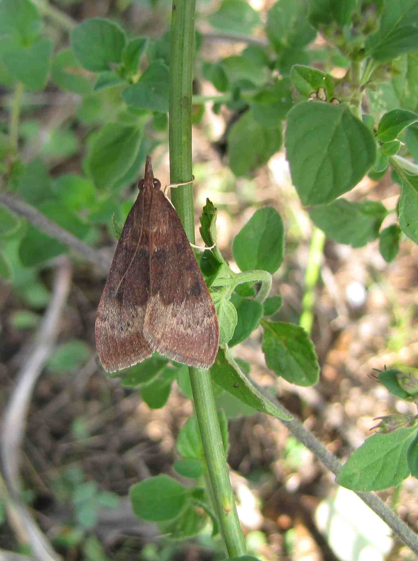 dysauxes? No Uresiphita gilvata